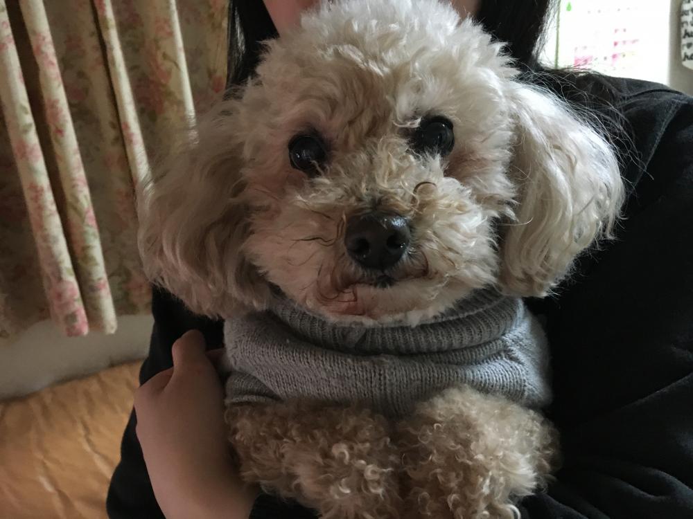 トイプードル 愛犬ショコラ 羽村 青梅 瑞穂 福生 あきる野で家族にピッタリのマイホーム探しなら西武住販 トイプードル 愛犬ショコラ 羽村 青梅 瑞穂 福生 あきる野で家族にピッタリのマイホーム探しなら西武住販